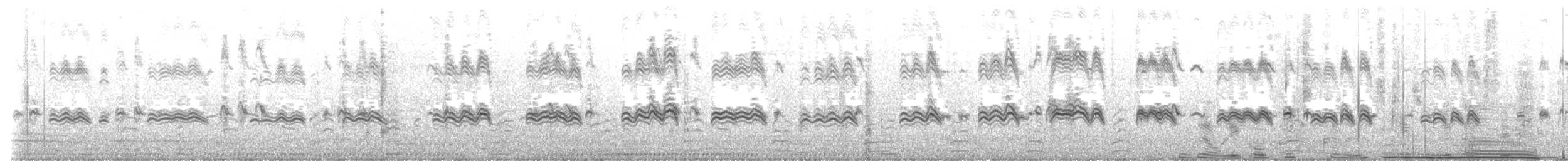 コビトペンギン - ML647383476