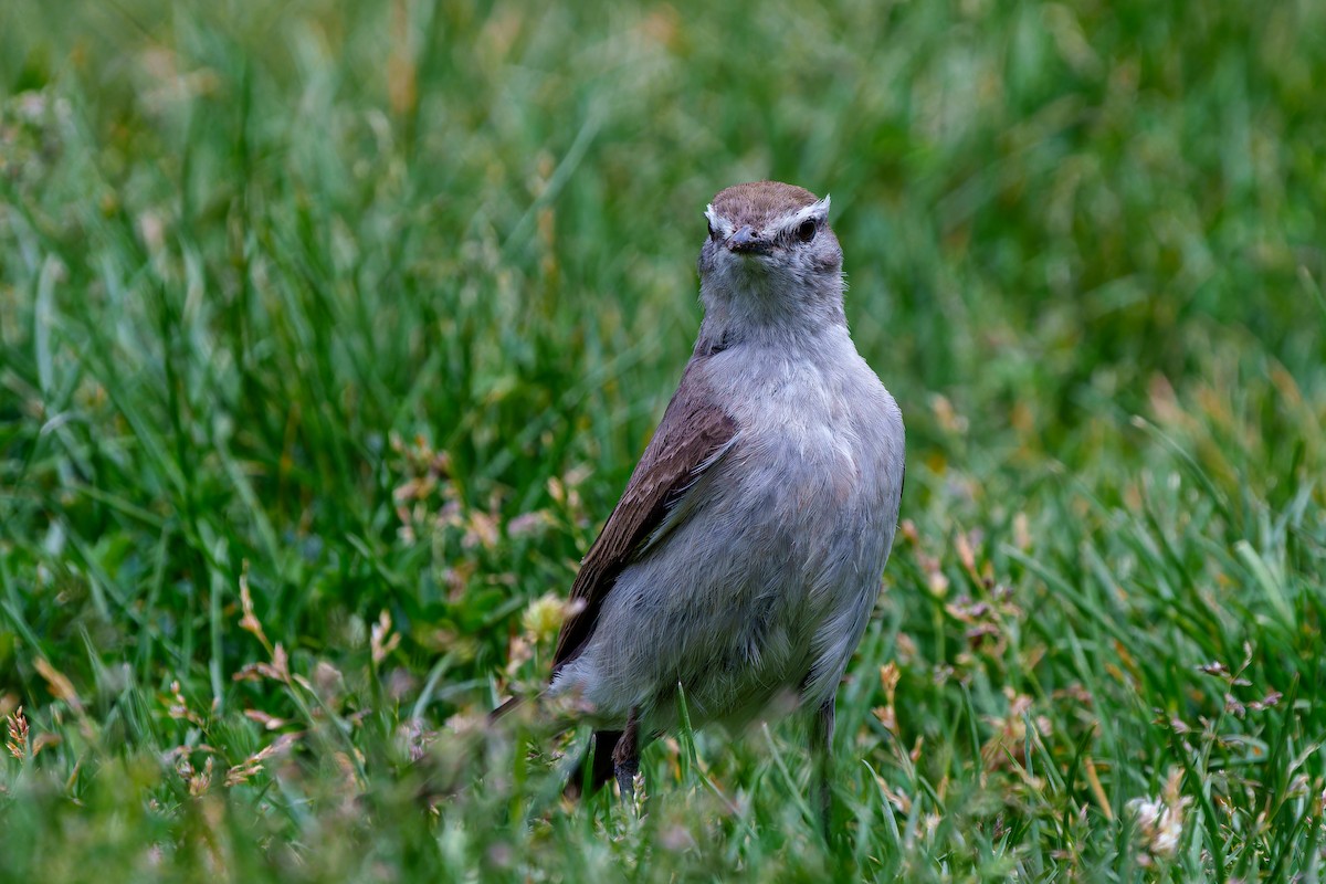 White-browed Ground-Tyrant - ML647383482