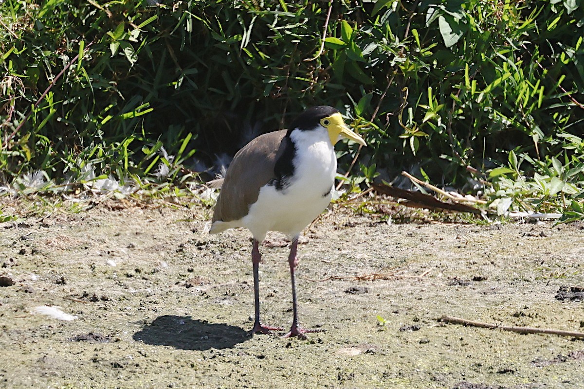 Avefría Militar (Sureña) - ML647383483