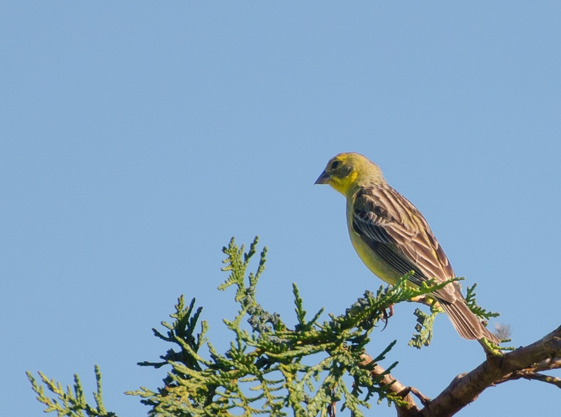 Grassland Yellow-Finch - ML647383492