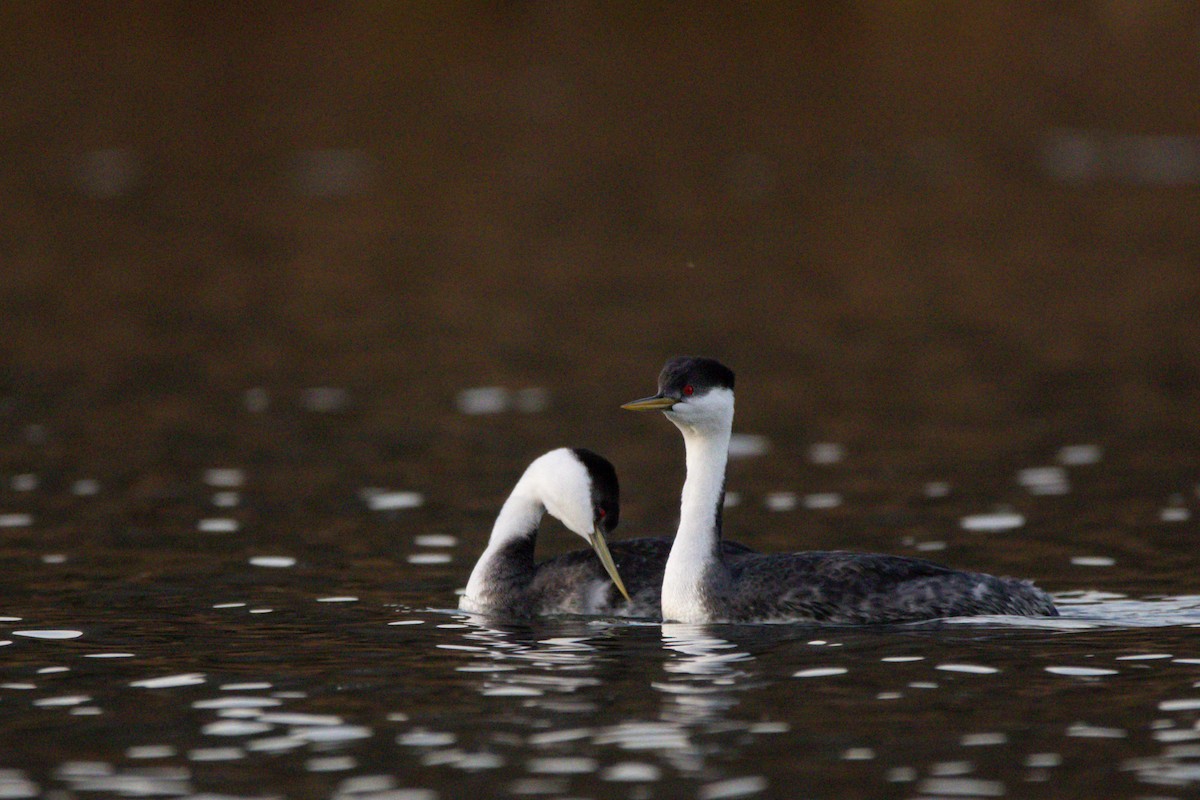 Western Grebe - ML647383493