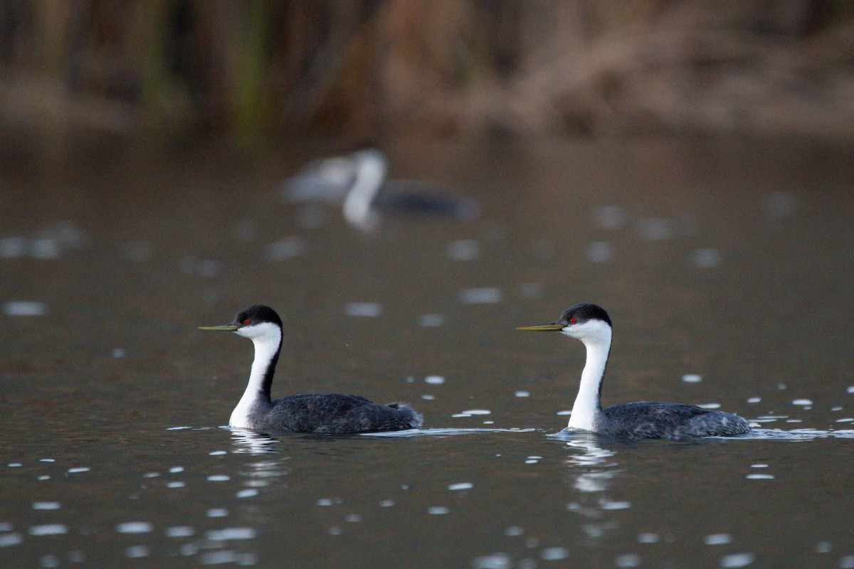 Western Grebe - ML647383494