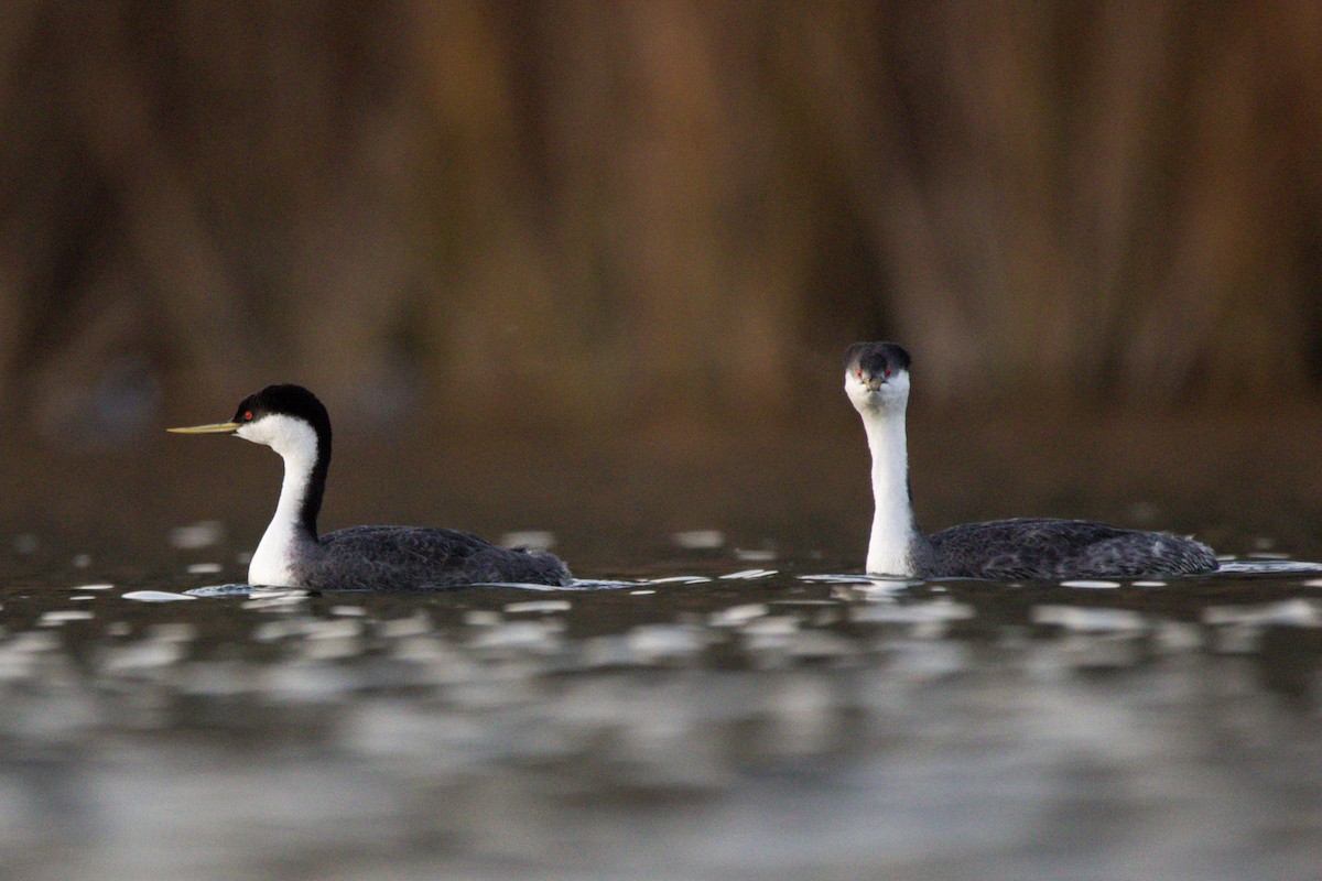 Western Grebe - ML647383495