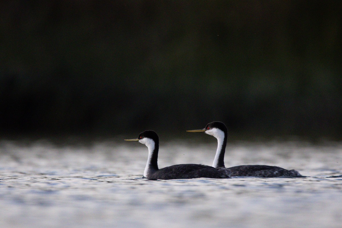 Western Grebe - ML647383496
