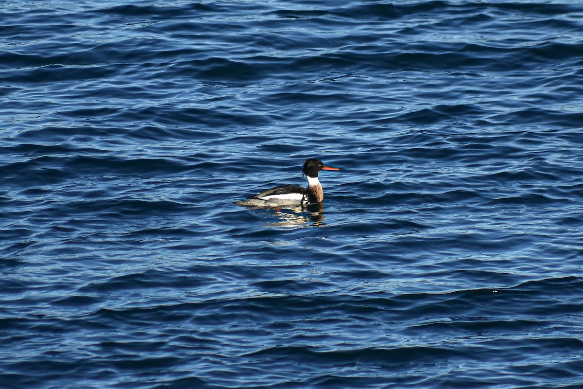 Red-breasted Merganser - ML647383497