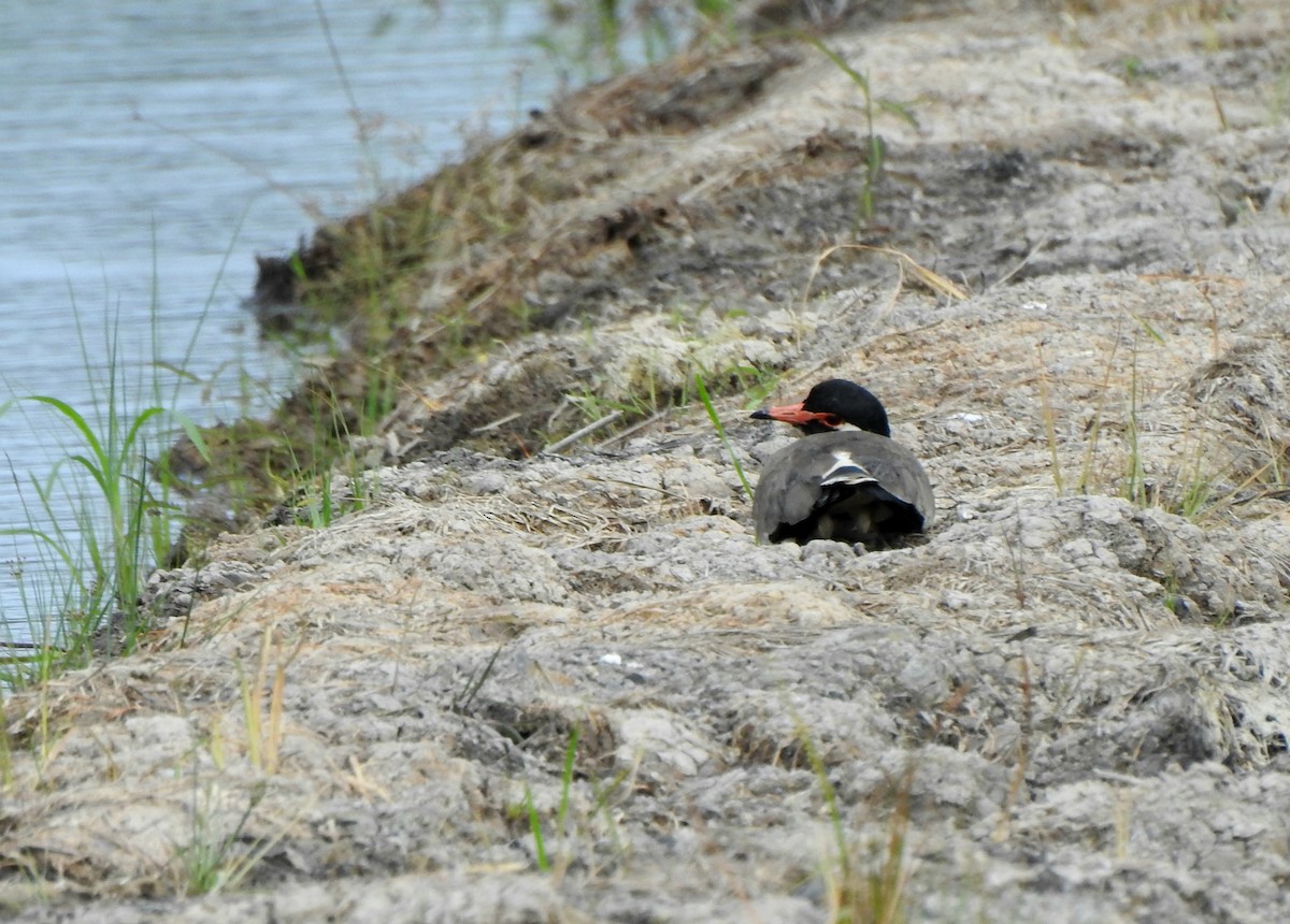 Red-wattled Lapwing - ML647383498