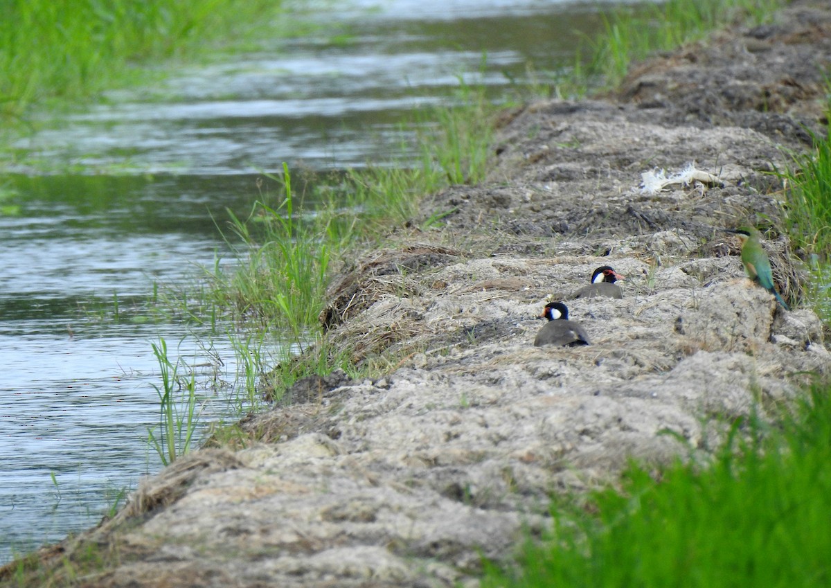 Red-wattled Lapwing - ML647383499