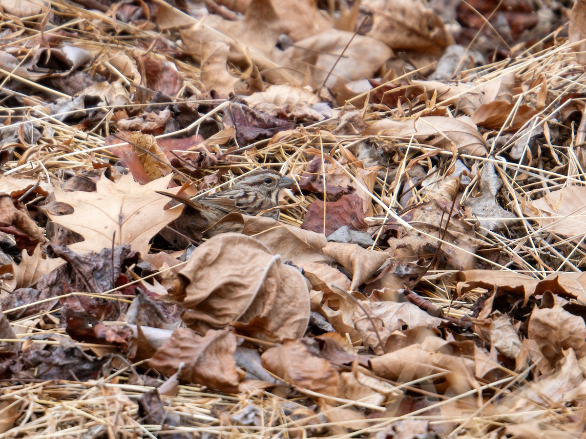 Song Sparrow - ML647383500