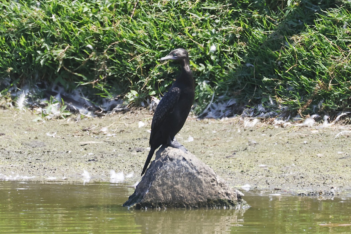 Little Black Cormorant - ML647383502