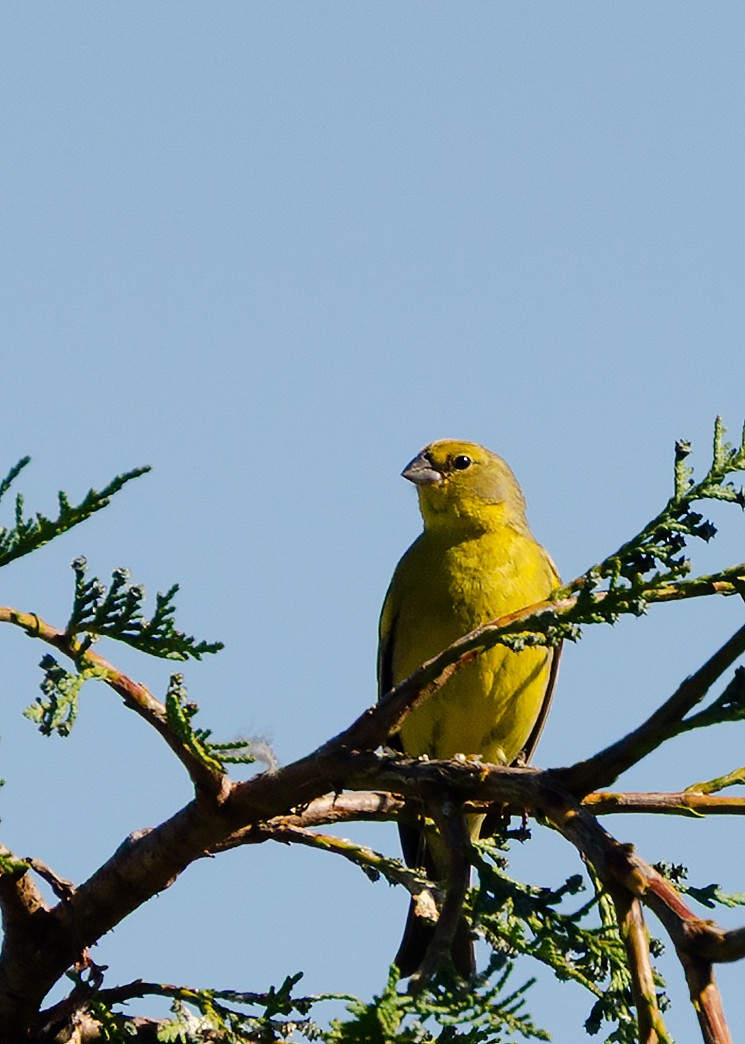 Grassland Yellow-Finch - ML647383503