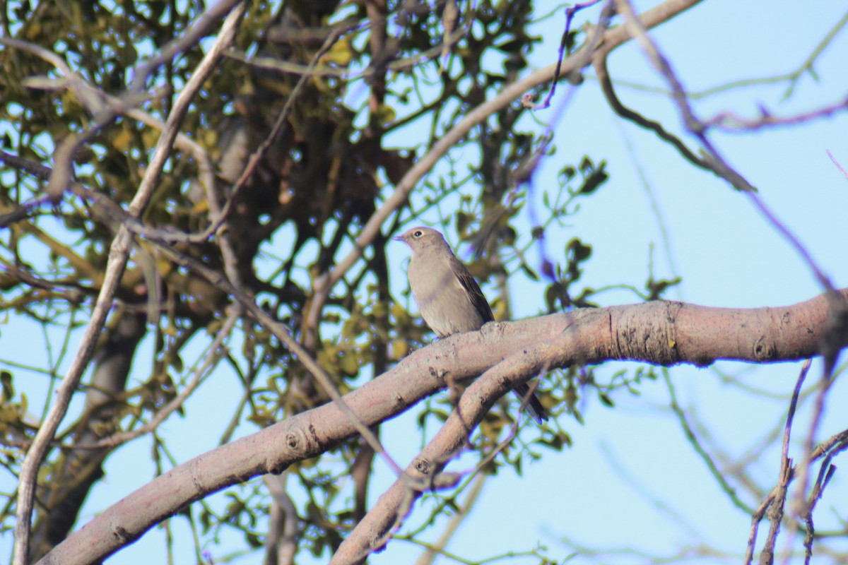 Townsend's Solitaire - ML647383504