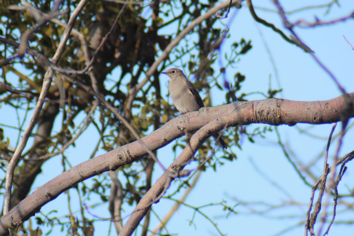 Townsend's Solitaire - ML647383505