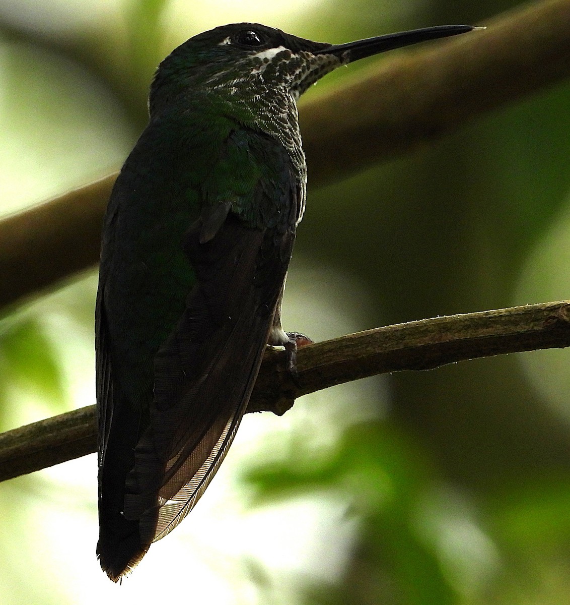 Green-crowned Brilliant - ML647383506