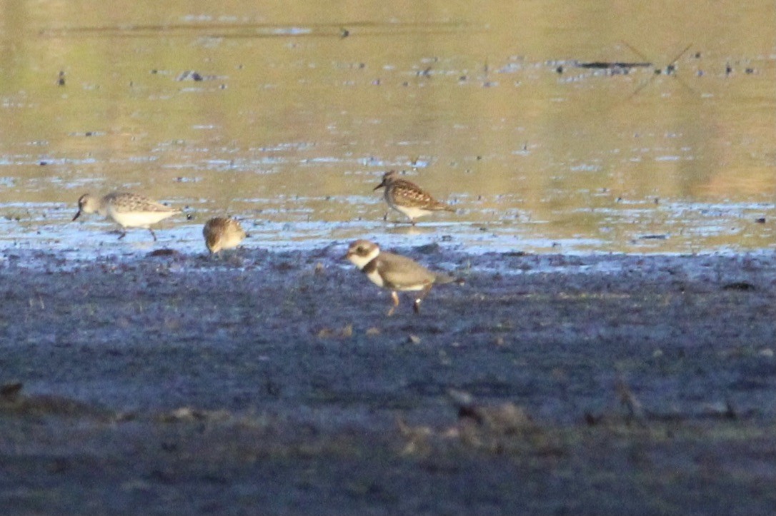 Semipalmated Plover - ML647383507
