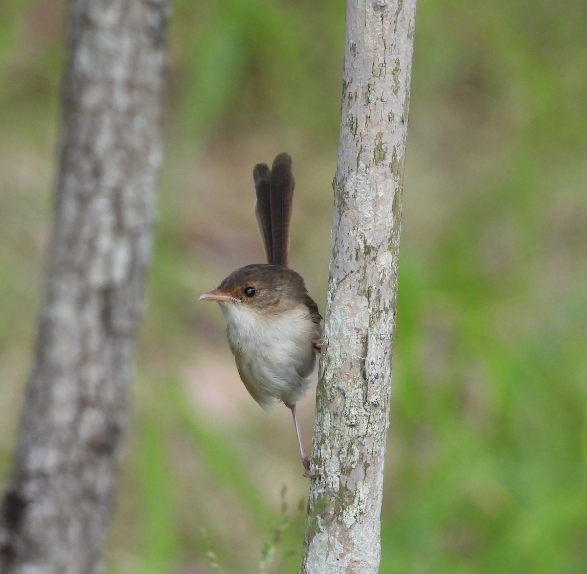 Red-backed Fairywren - ML647383508