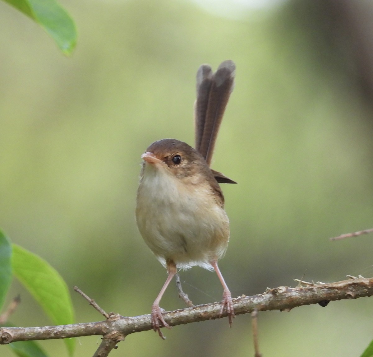Red-backed Fairywren - ML647383509