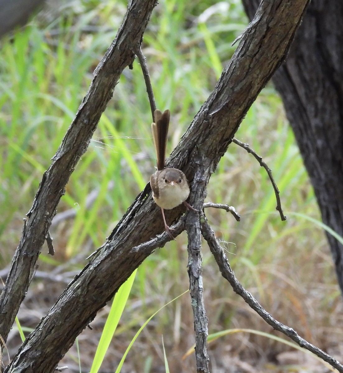 Red-backed Fairywren - ML647383510