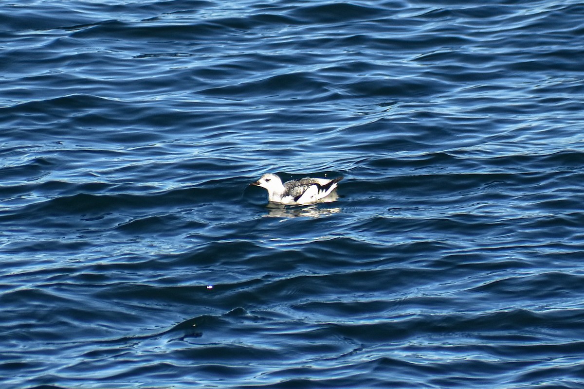 Black Guillemot - ML647383511