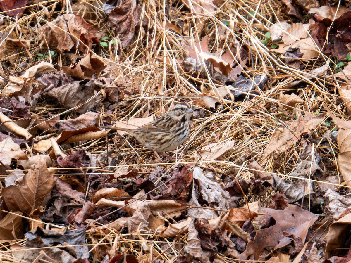 Song Sparrow - ML647383512