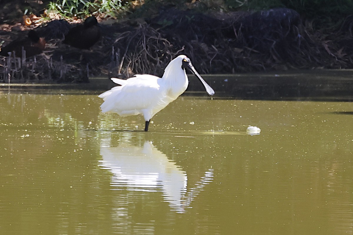 Royal Spoonbill - ML647383513