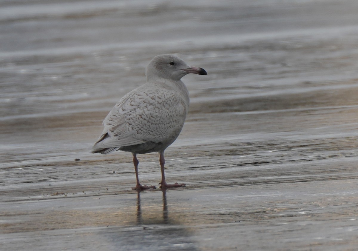 Glaucous Gull - ML647383514