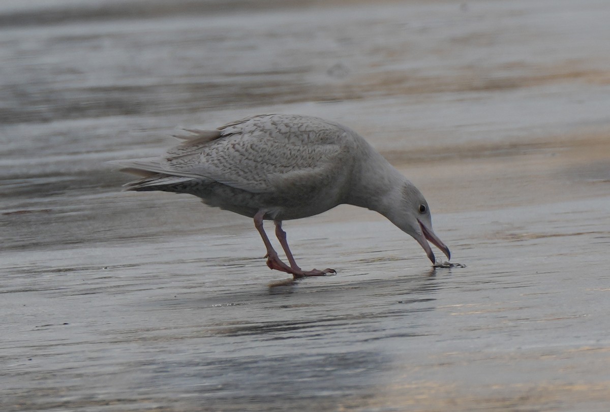 Glaucous Gull - ML647383515