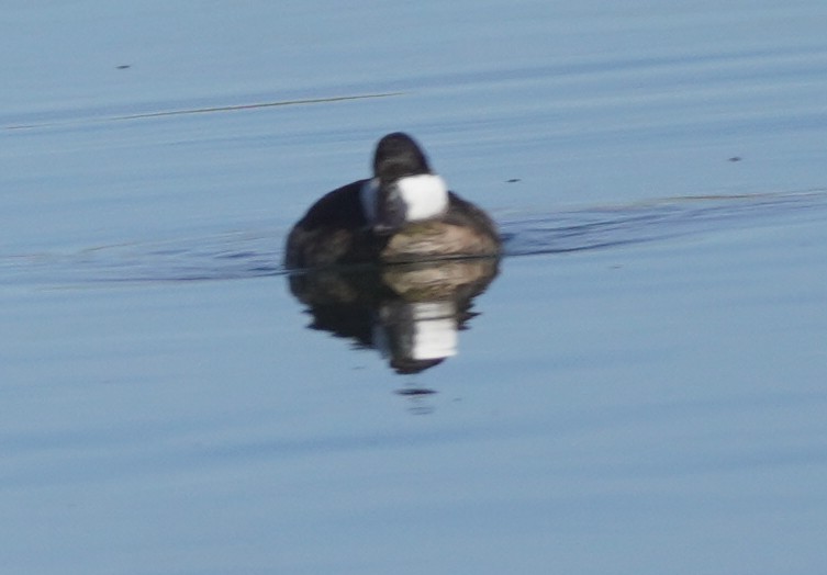 Ruddy Duck - ML647383516