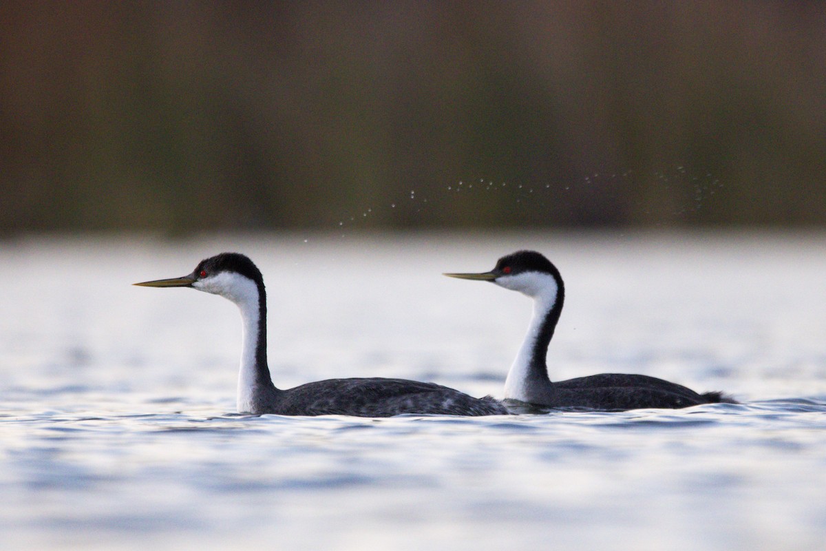 Western Grebe - ML647383517