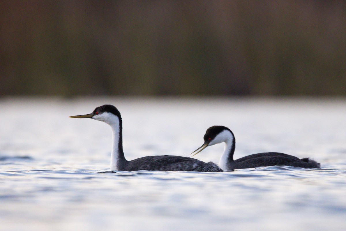 Western Grebe - ML647383518
