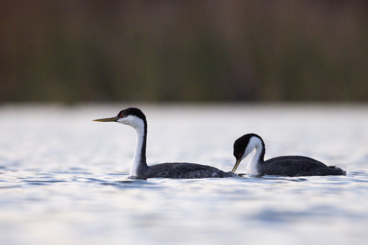 Western Grebe - ML647383519
