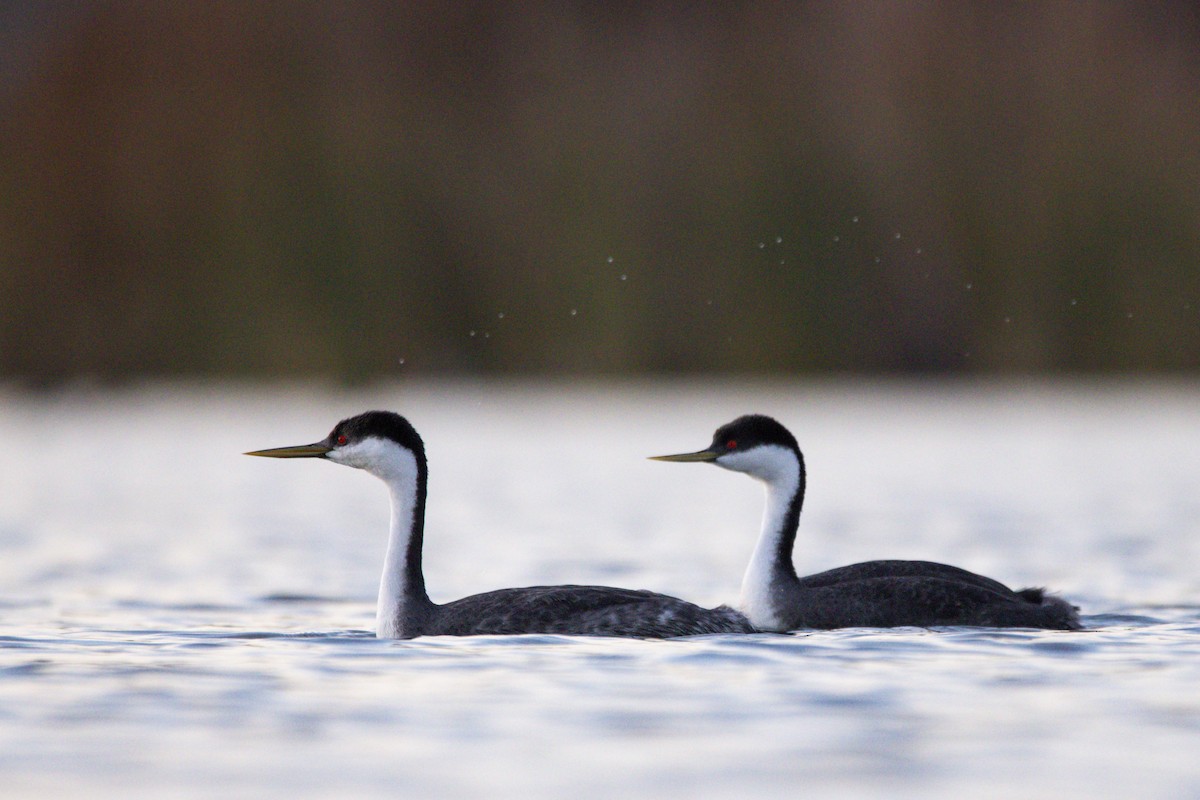 Western Grebe - ML647383520