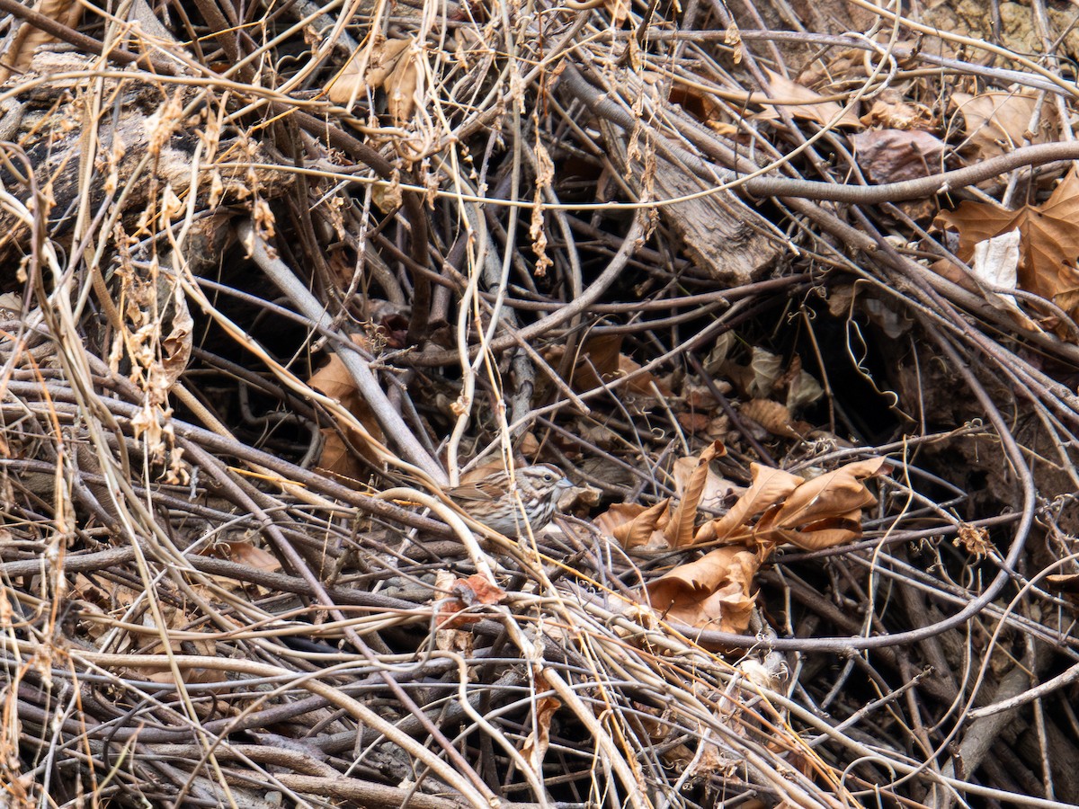 Song Sparrow - ML647383521