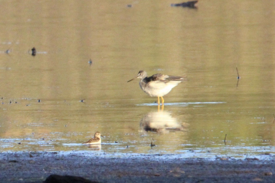 Greater Yellowlegs - ML647383533