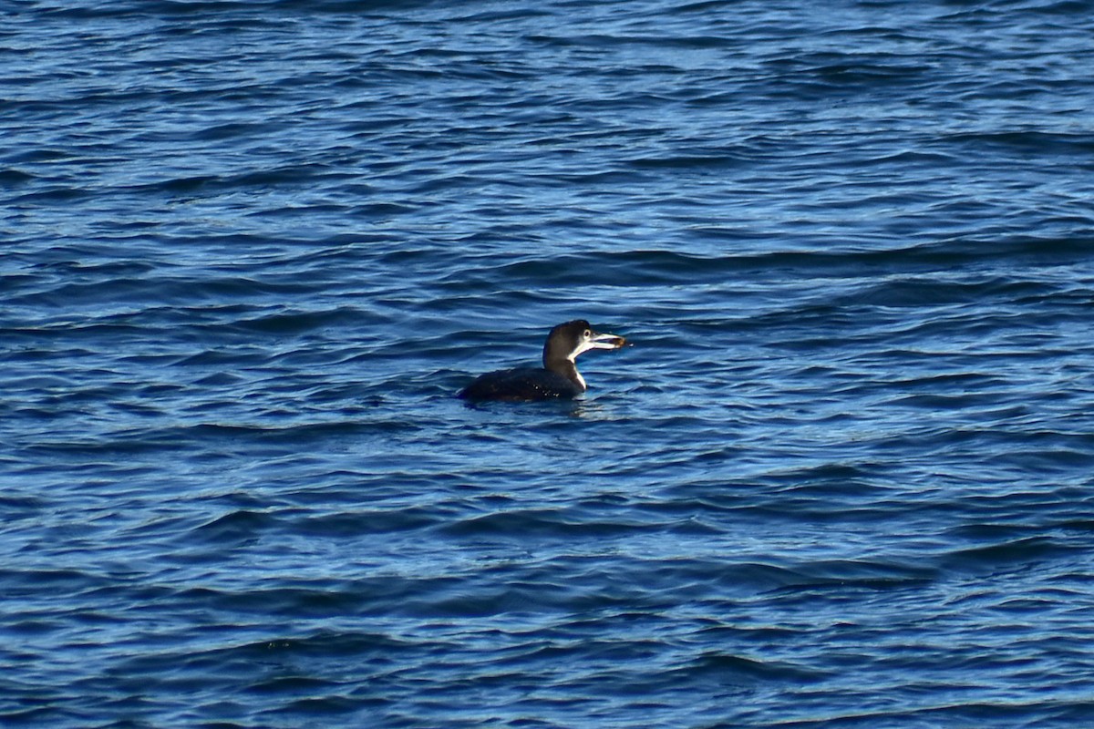 Common Loon - ML647383534