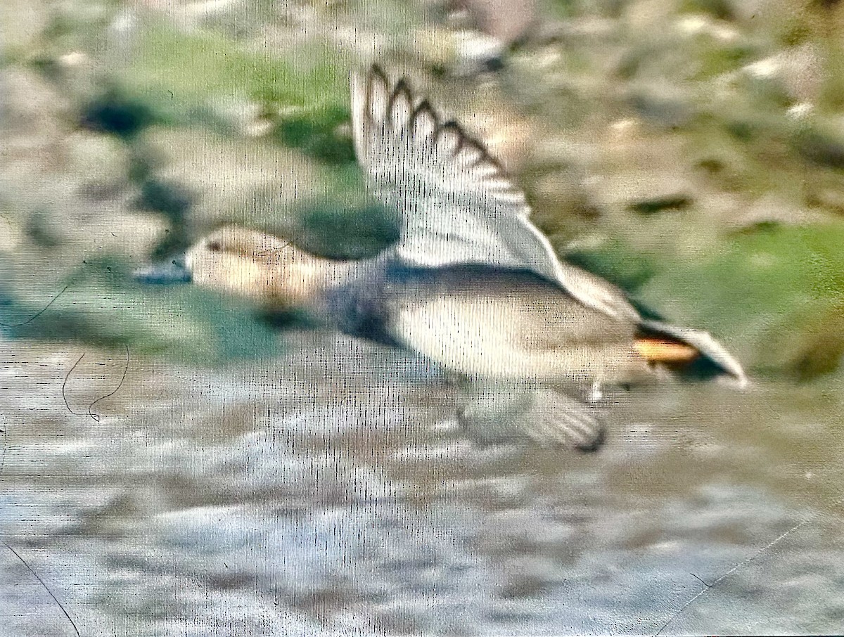 Gadwall - ML647383540