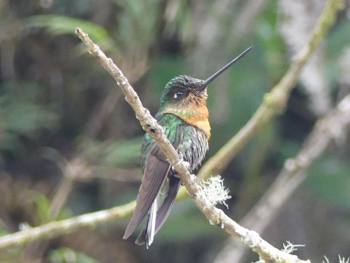 Amethyst-throated Sunangel - ML647383543