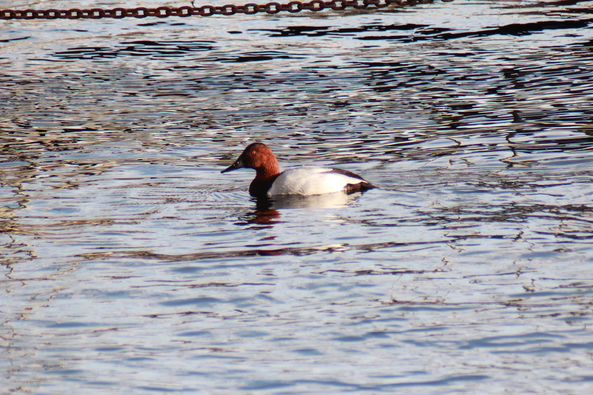 Canvasback - ML647383544