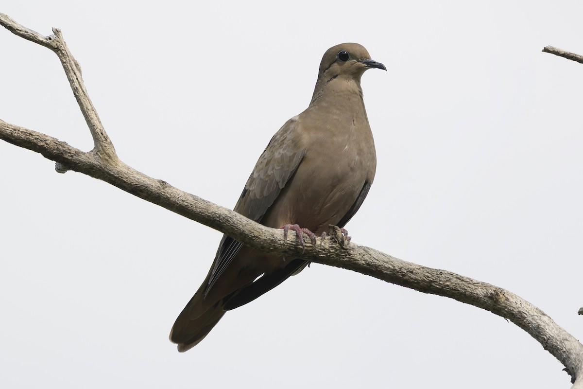 Eared Dove - ML647383545