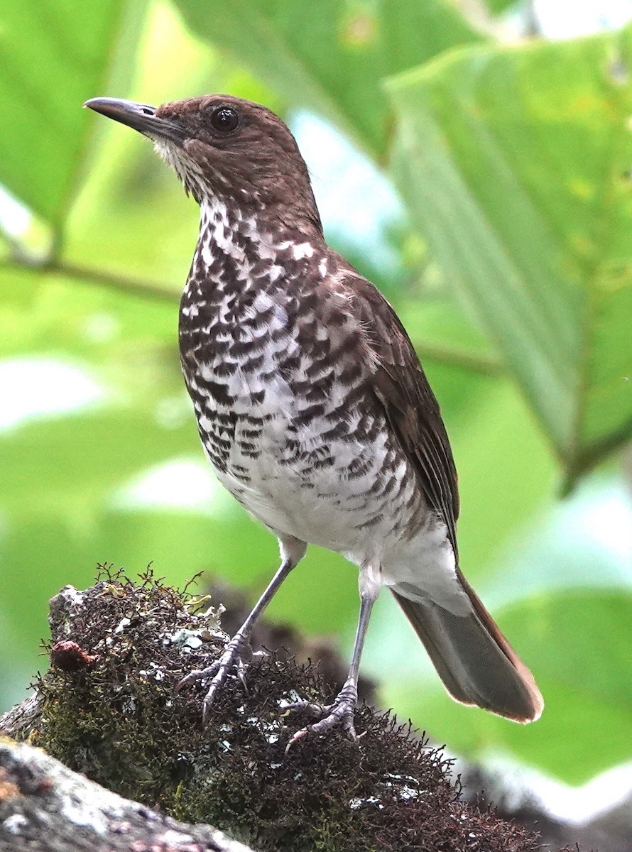 Marañon Thrush - ML647383548