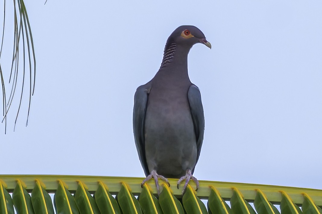 Scaly-naped Pigeon - ML647383563