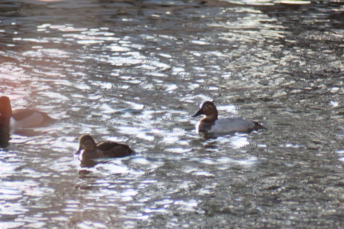 Canvasback - ML647383565