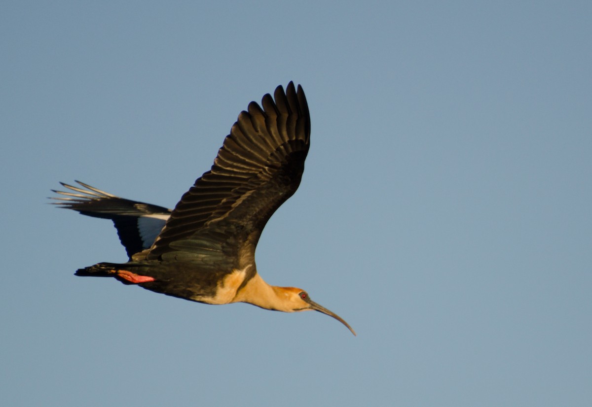 ibis laločnatý - ML647383576