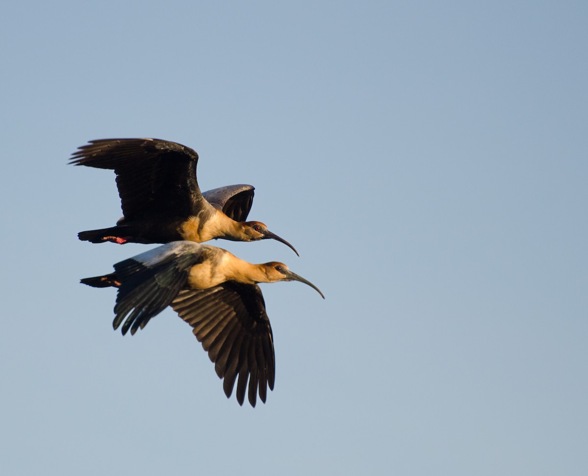 ibis laločnatý - ML647383578