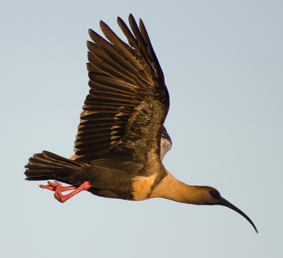 ibis laločnatý - ML647383579