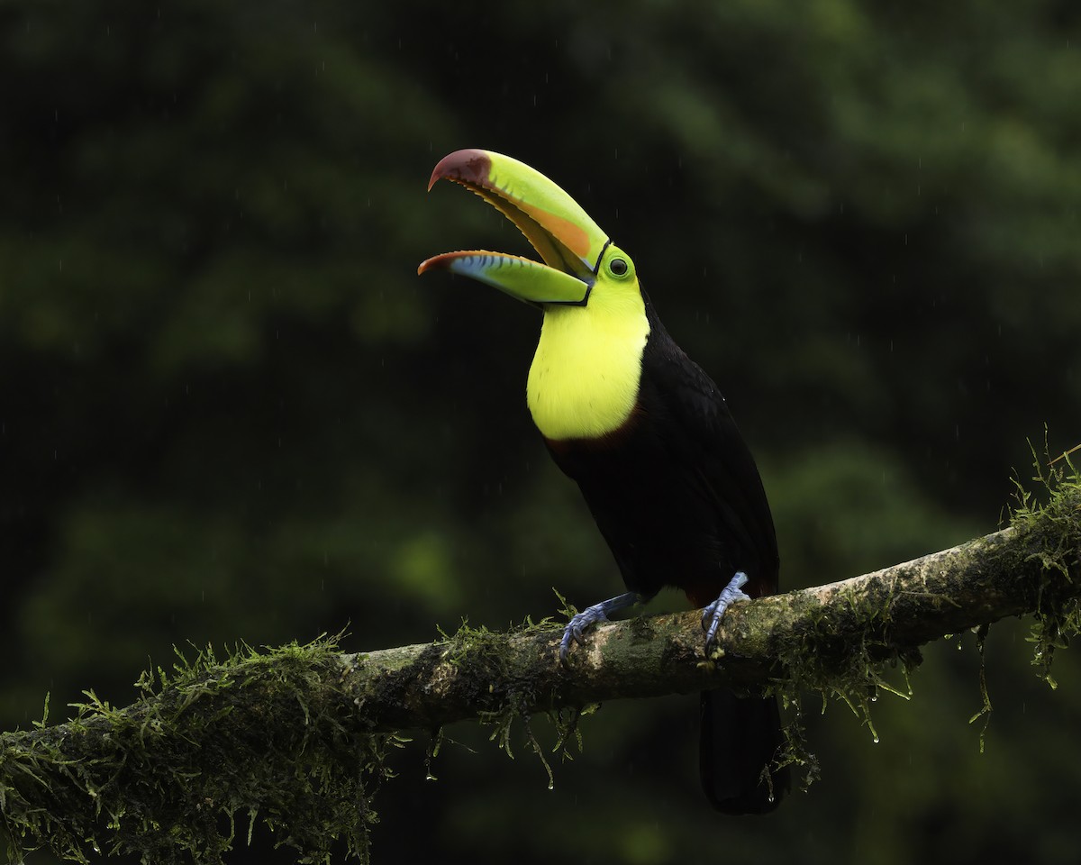 Fischertukan - ML647383584