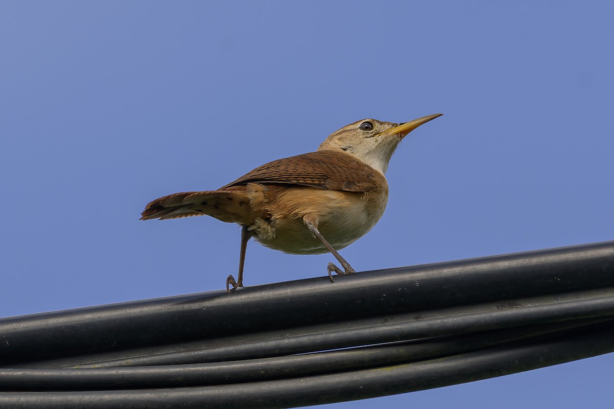 St. Vincent Wren - ML647383589