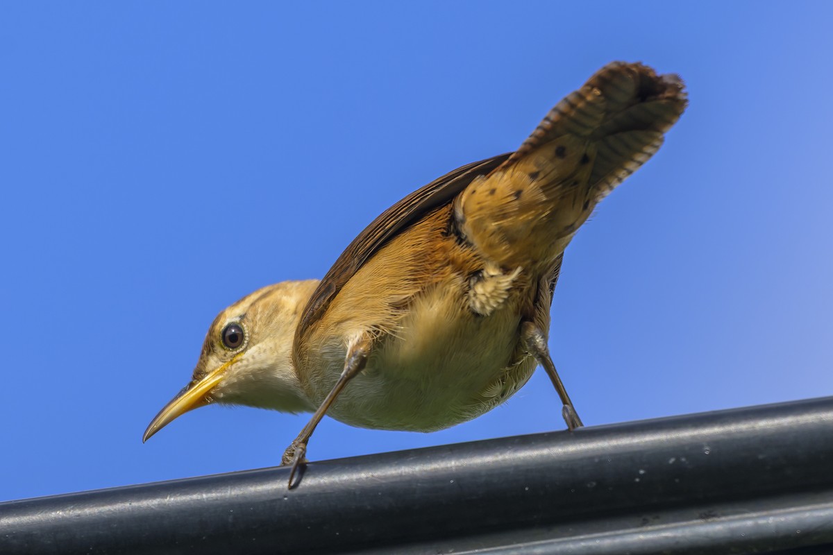 St. Vincent Wren - ML647383590