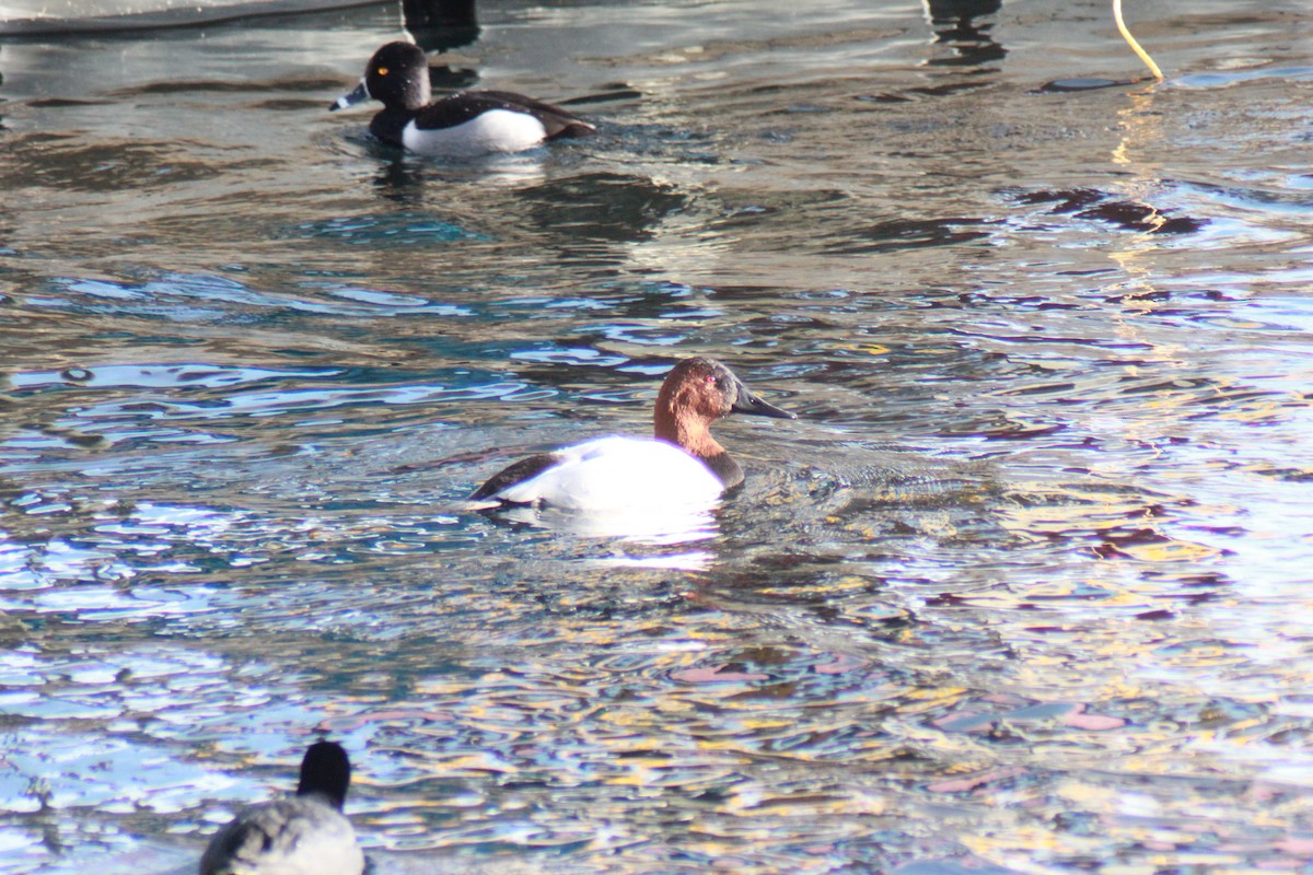 Canvasback - ML647383592