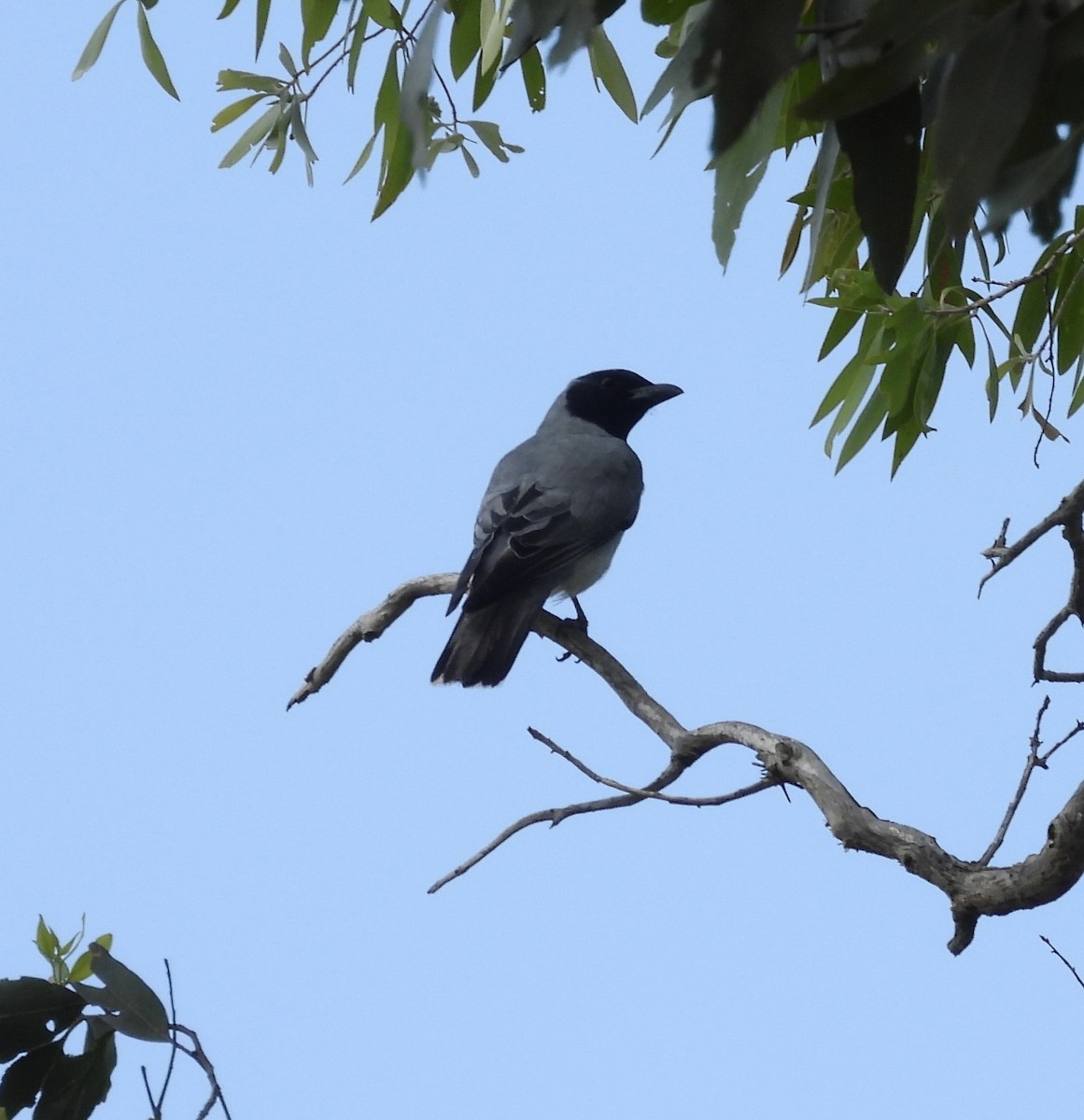 Black-faced Cuckooshrike - ML647383595