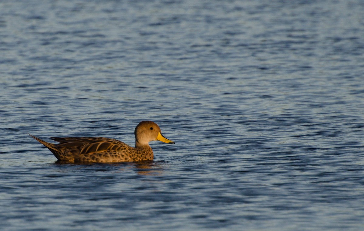 gulnebbstjertand - ML647383598